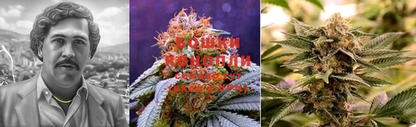 индика Абаза